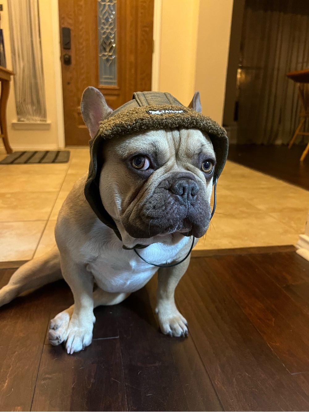 Canine Aviator Hat